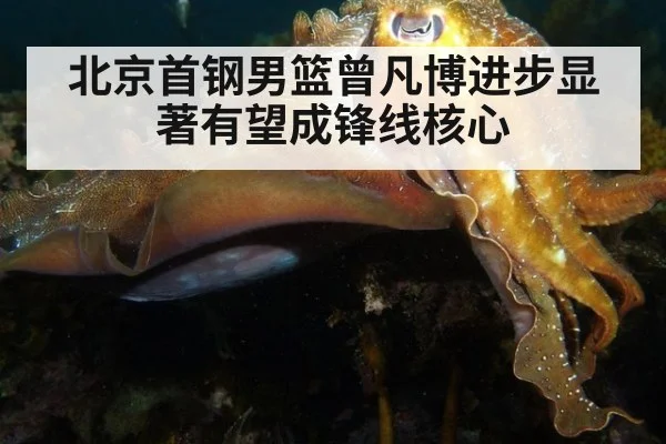北京首钢男篮曾凡博进步显著有望成锋线核心